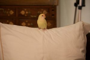 Enseñar a ayudar, cuidando a una mascota